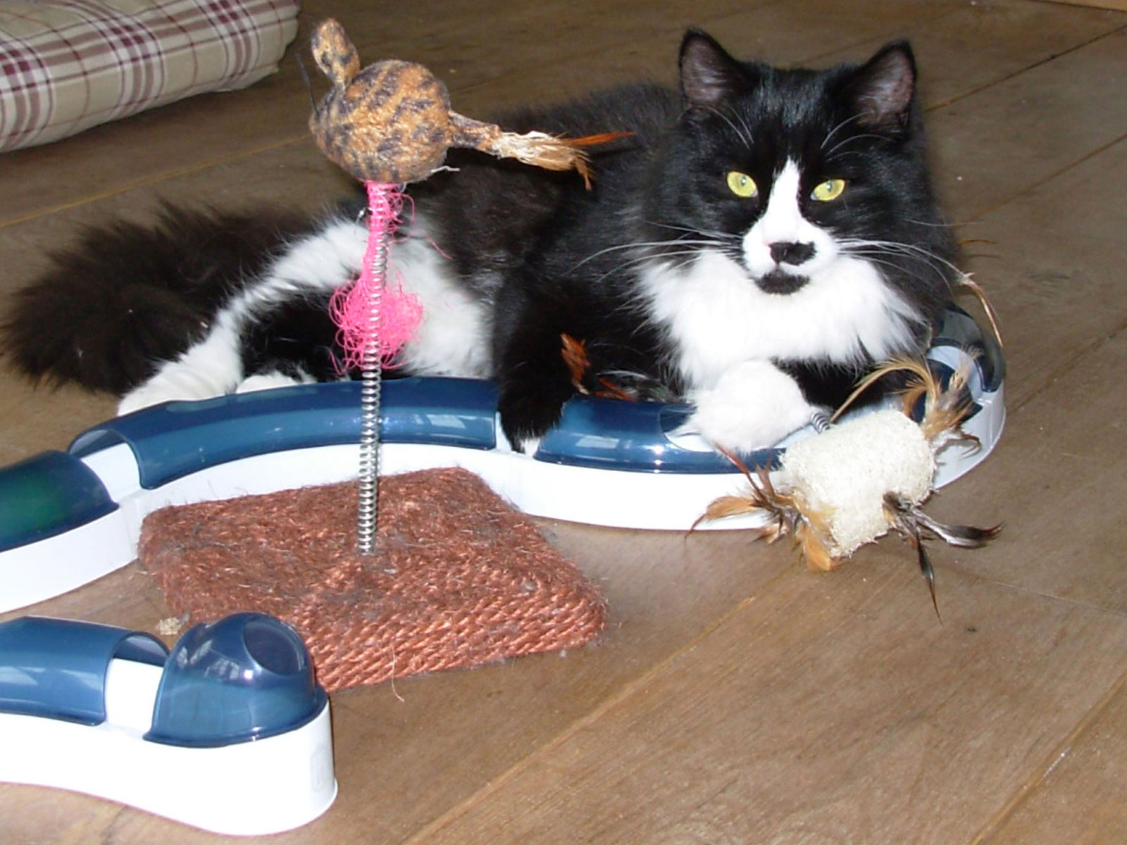 Met de kittens