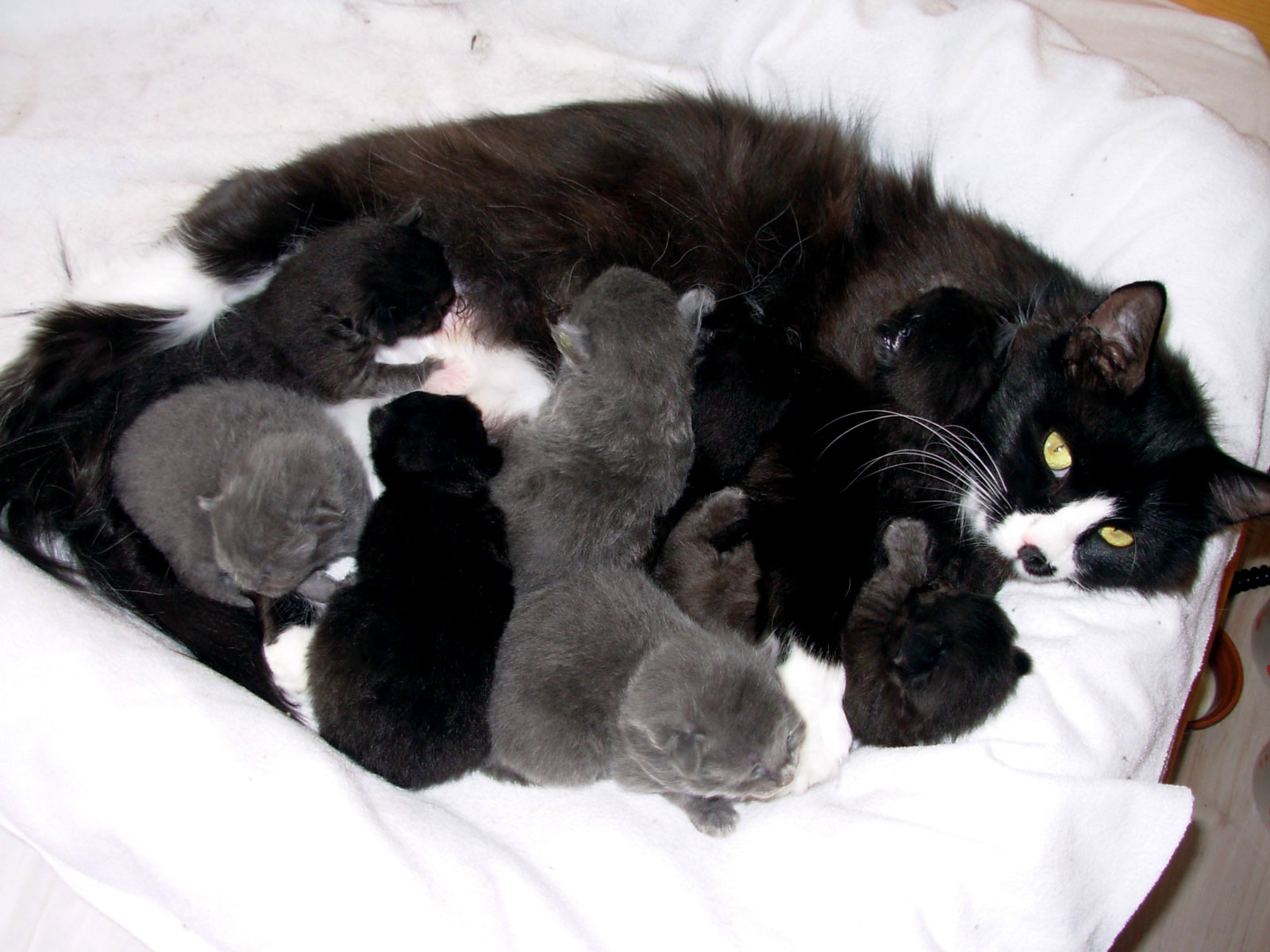 Met de kittens