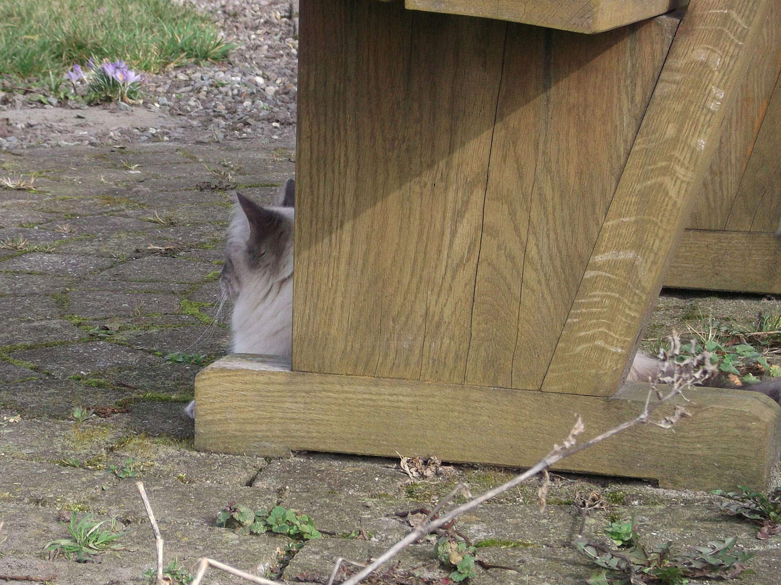 Met de kittens
