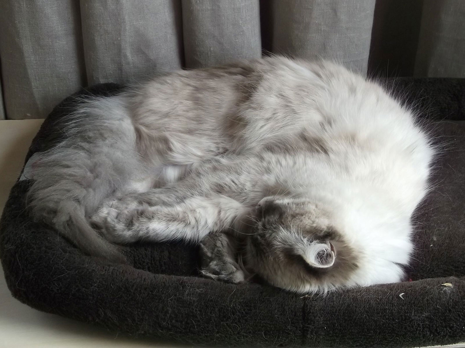 Met de kittens