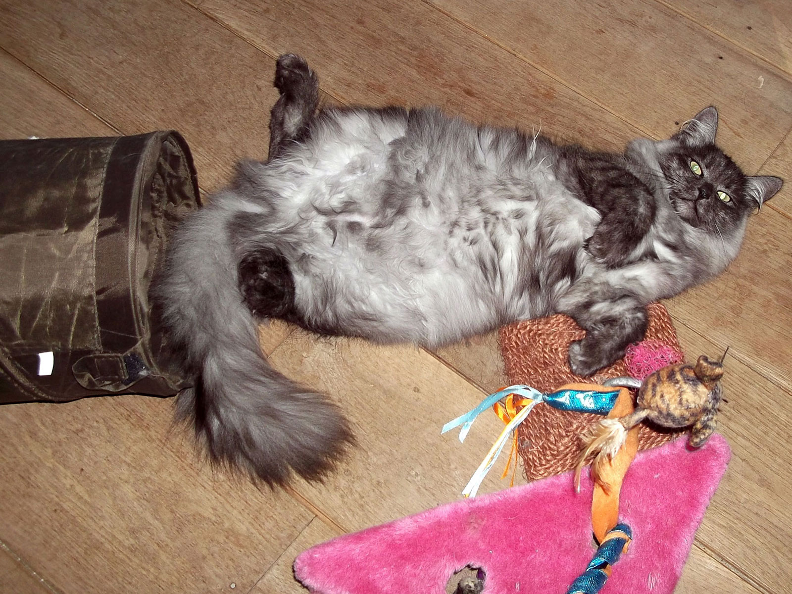 Met de kittens