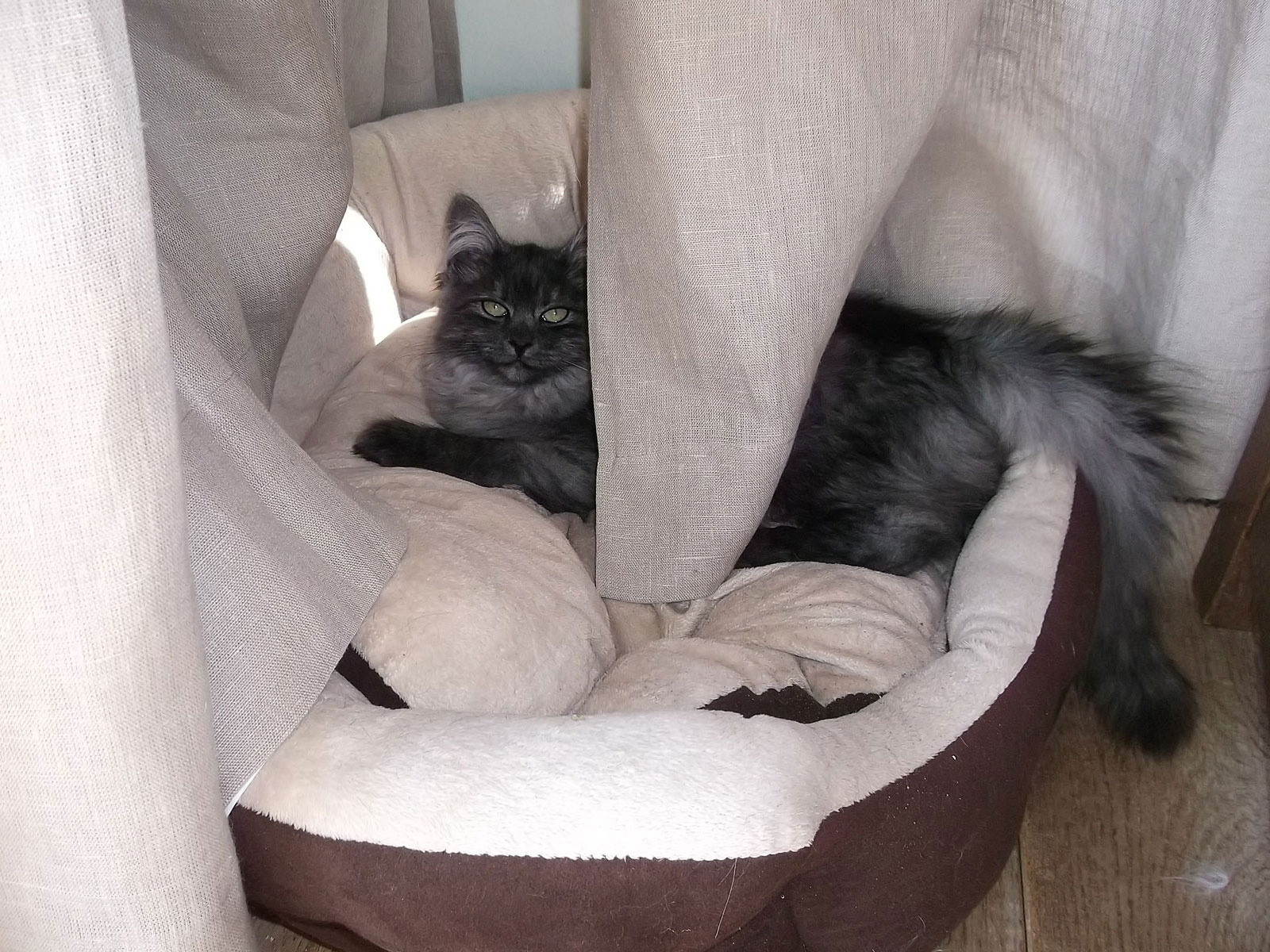 Met de kittens