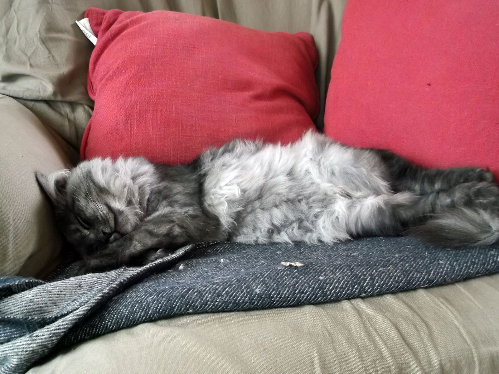 Met de kittens