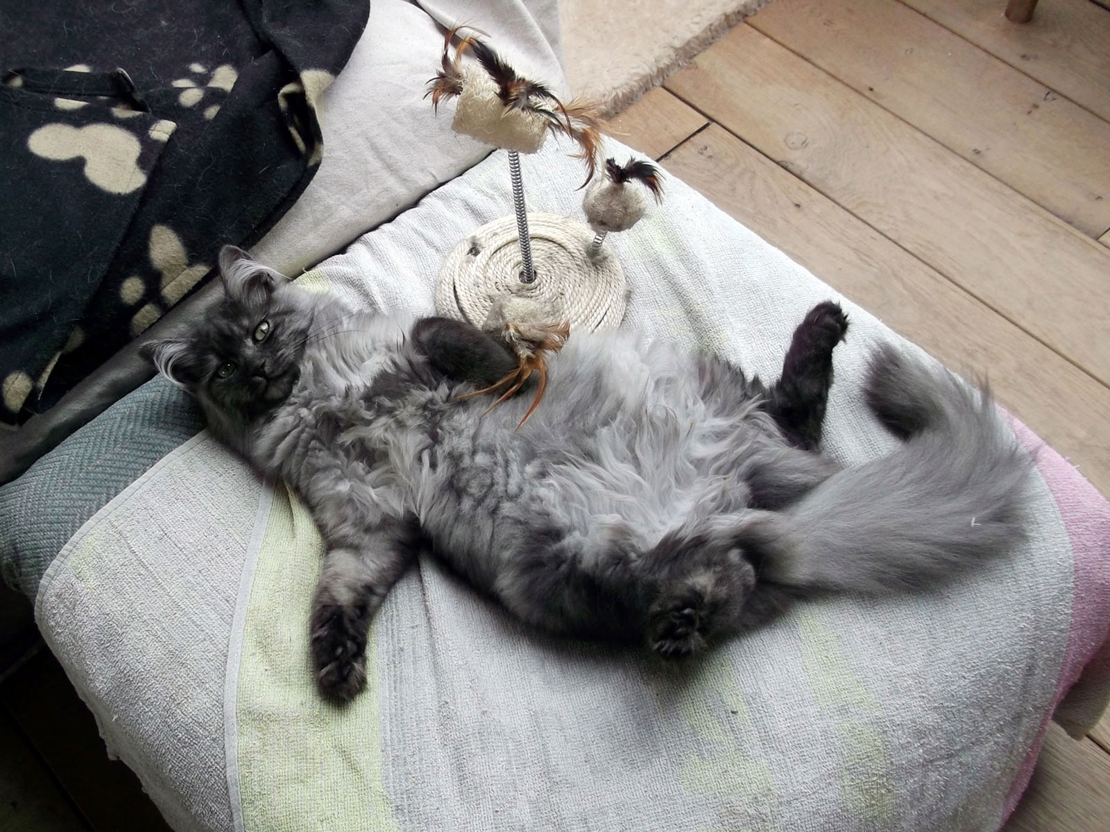 Met de kittens