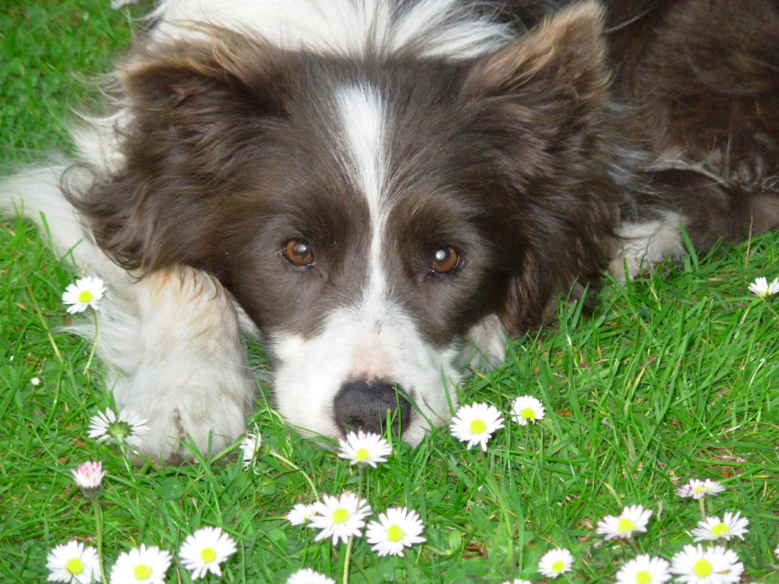 Xylie onze borde Colie