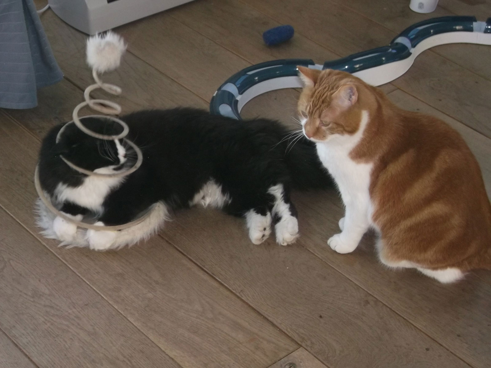 Pasha en Fleur