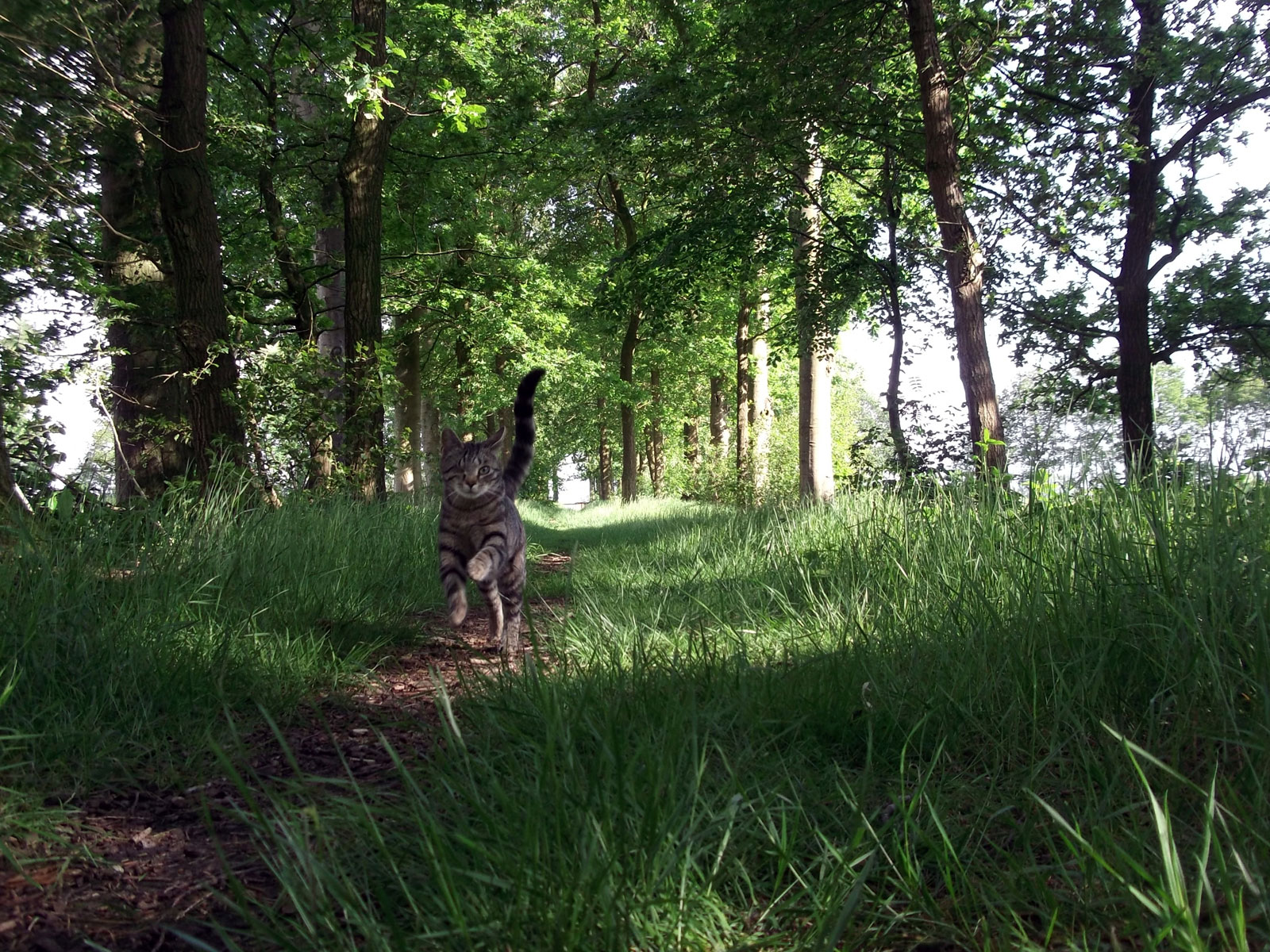 Makkie op wandel in het bos