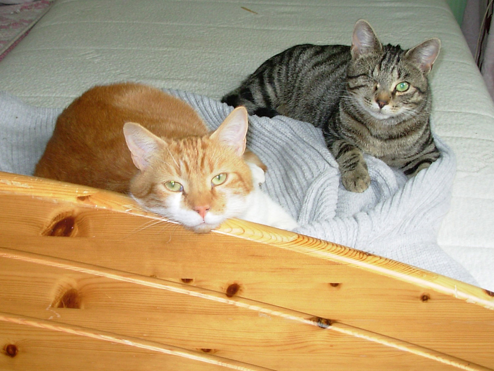 Pacha en Makkie op ons bed