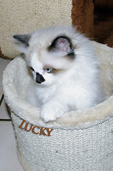 Lucky
