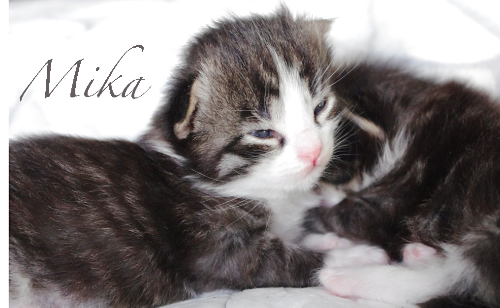 Lieke