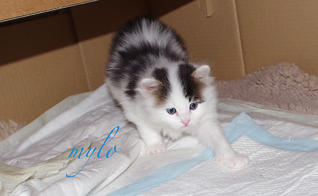 Lieke